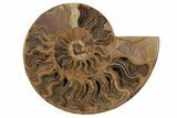 Cut & Polished Ammonite Fossil - Jurassic #199166-2